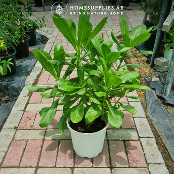 Scaevola Or Fan Flower